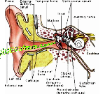 r-organet